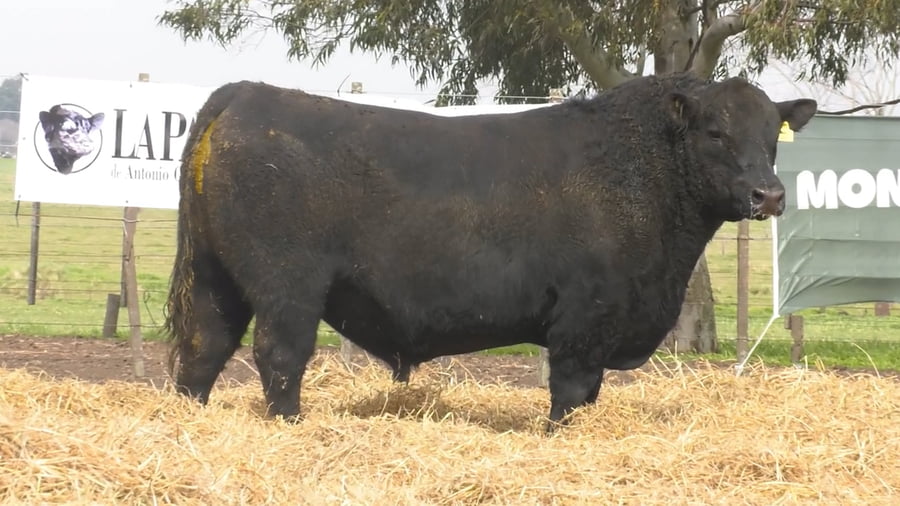 Lote TOROS PUROS POR CRUZA