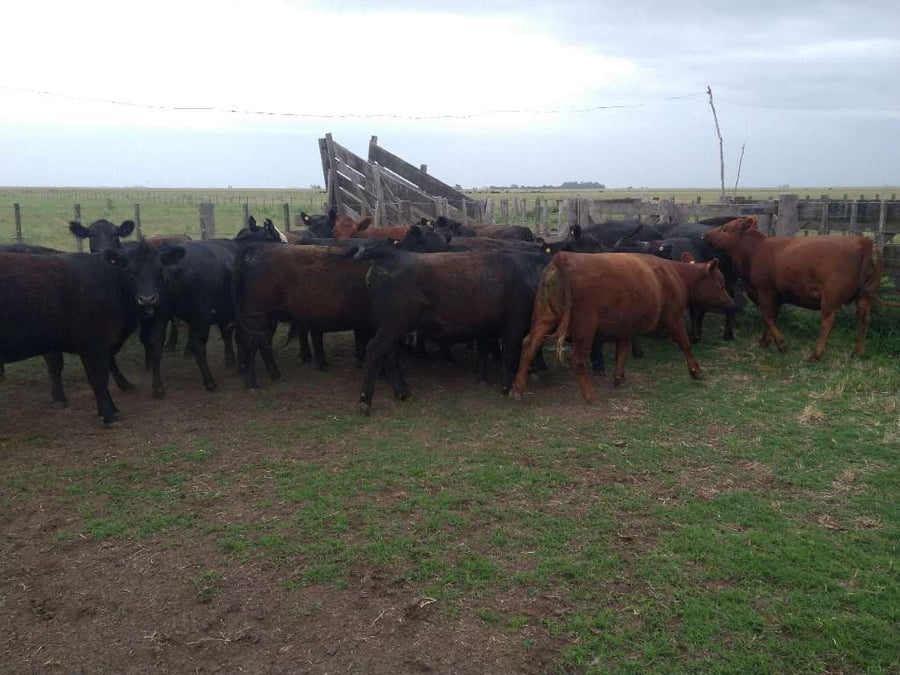 Lote 20 Vaquillonas Preñadas en Gral. Lamadrid, Buenos Aires