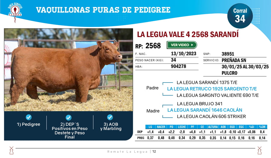 Lote VAQUILLONAS ANGUS  PP