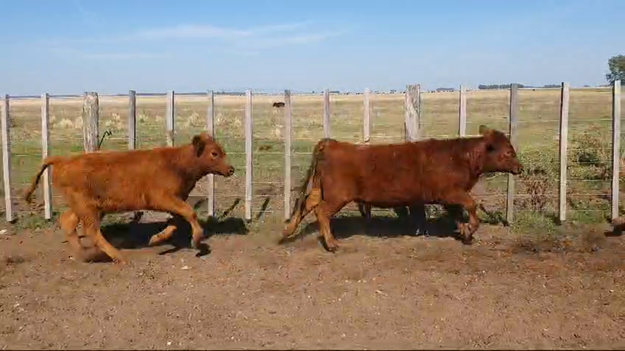 Lote 20 Terneras en Olavarria