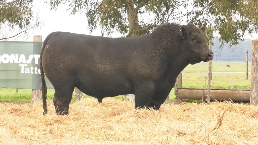 Lote TOROS PUROS POR CRUZA