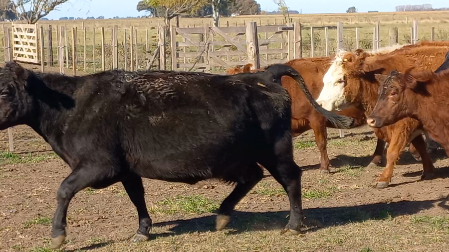 Lote 20 Vacas nuevas C/ gtia de preñez en Urdampilleta, Buenos Aires