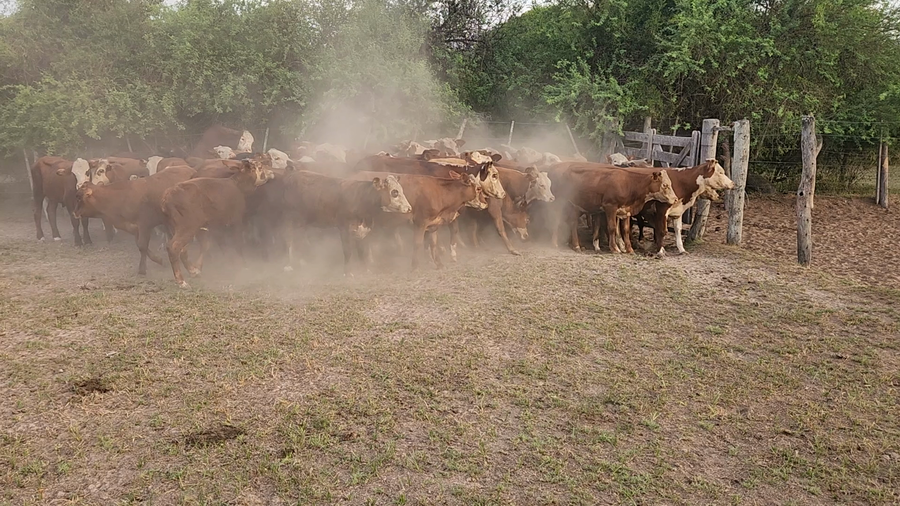 Lote 65 Vaquillonas en Esquina, Corrientes