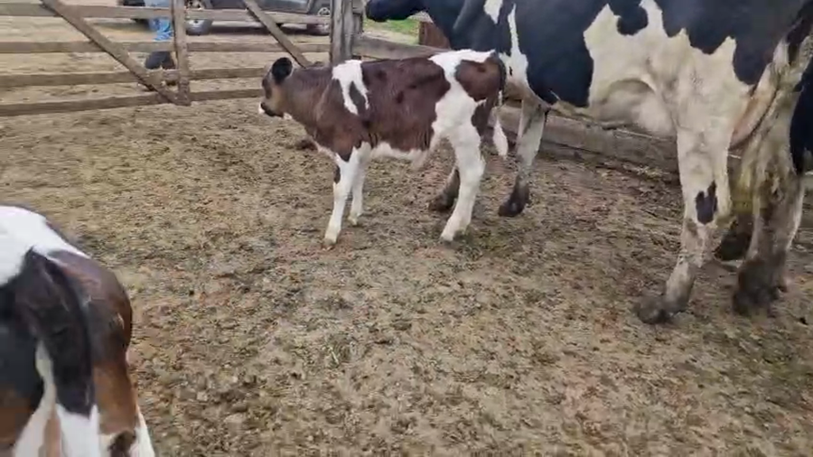 Lote 4 Vaca a remate en Pantalla Camy, San José