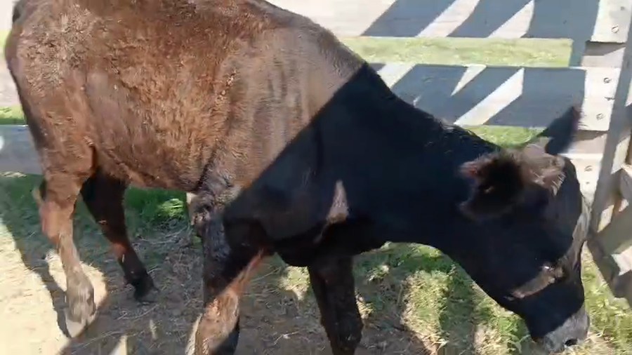 Lote Terneros a remate en Pantalla Camy - Aniversario 31 Años 160kg - , San José