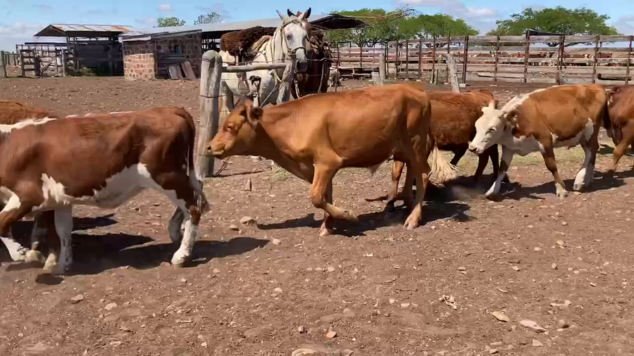 Lote 76 Terneros/as en Mercedes, Corrientes