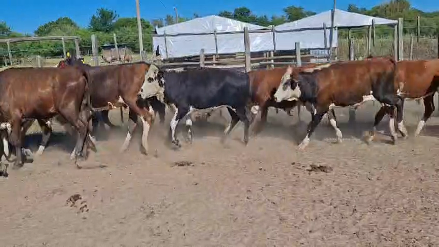 Lote 30 Novillitos en Corrientes, Lavalle