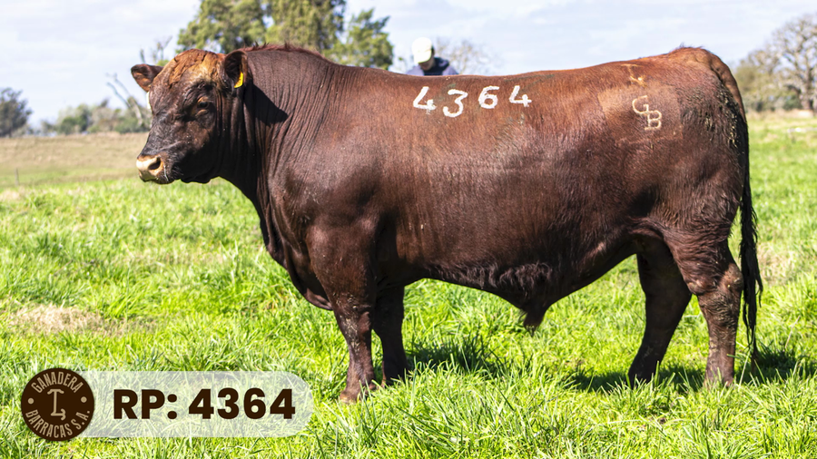 Lote RP 4364