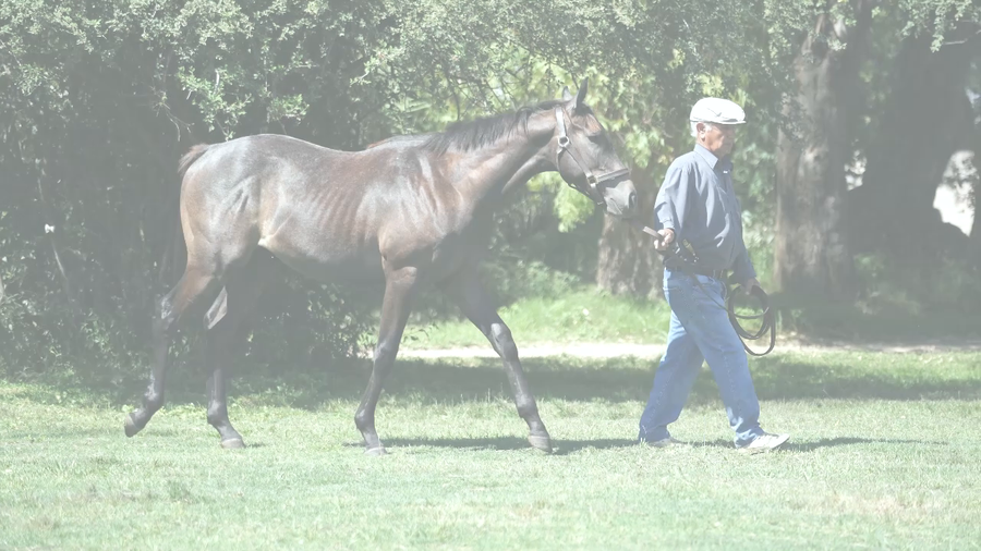 Lote SEÑOR GUERRERO (SEÑOR CANDY -  CHAMAR)