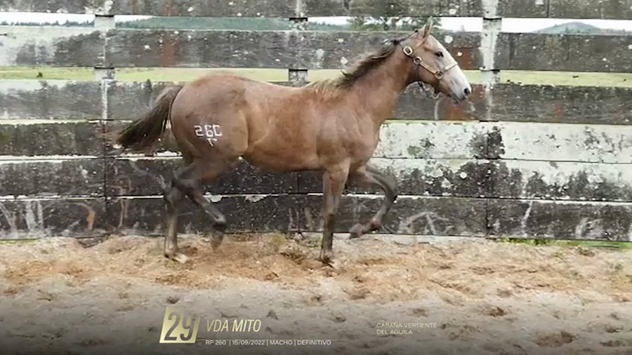 Lote Yeguarizos a remate en 6° Remate Especial de Velocidad, Montevideo