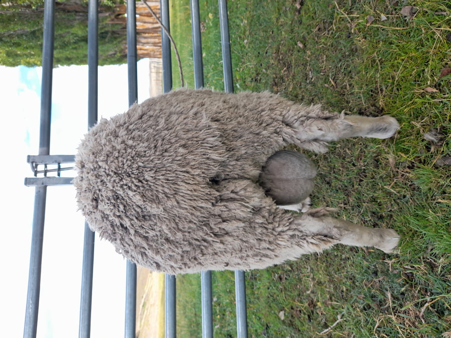 Lote Carnero TOP, 20-1253