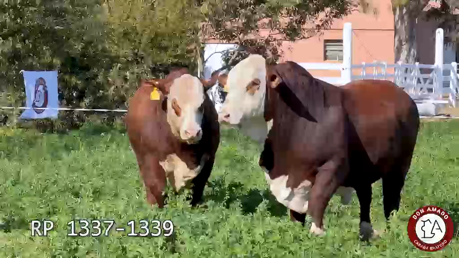 Lote Toros Don Amado