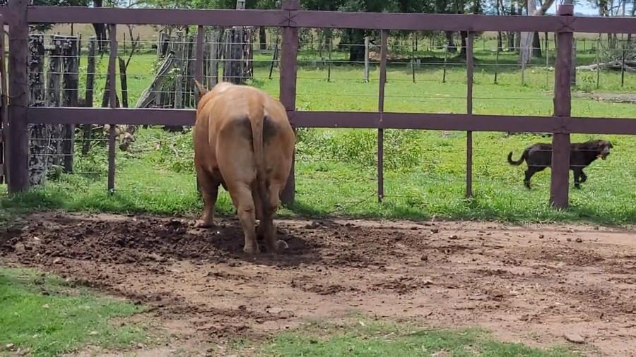 Lote Toros Brangus Rojo a remate en Remate de Reproductores, Asunción