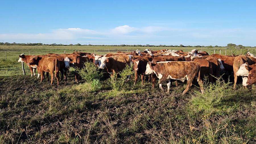 Lote 70 Novillitos en Sauce, Corrientes