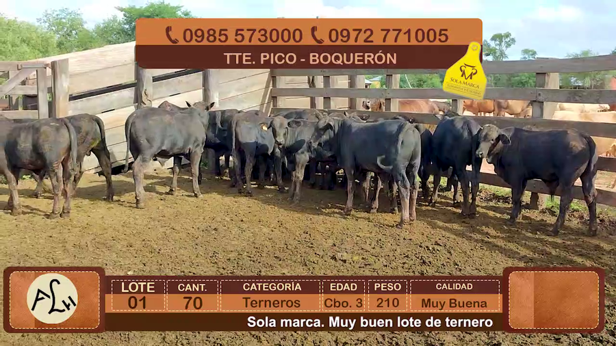 Lote 70 Terneros CBO 3 Tipo Brangus y Acebuzados. a remate en FERIA ESPECIAL DE TERNEROS CBO. 3 - AGROGANADERA LA HUELLA 210kg - , Boquerón