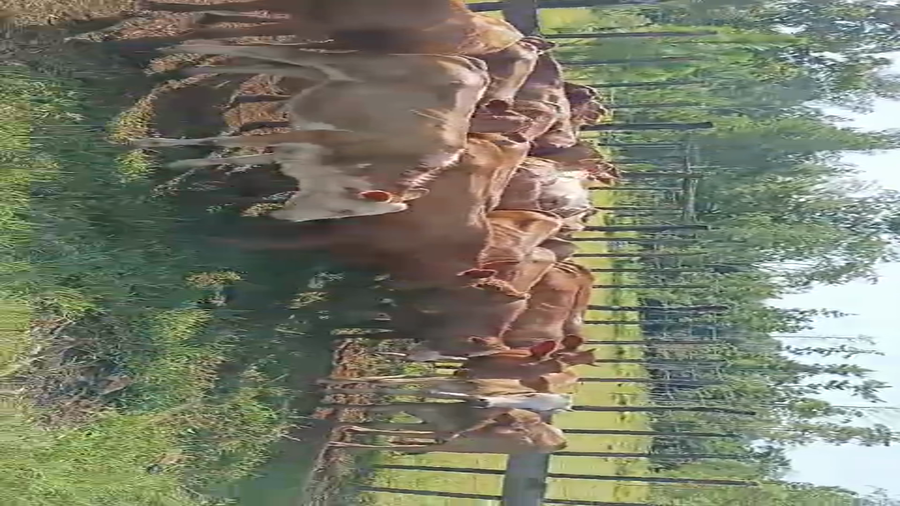 Lote 60 Terneros/as en Misiones, Posadas