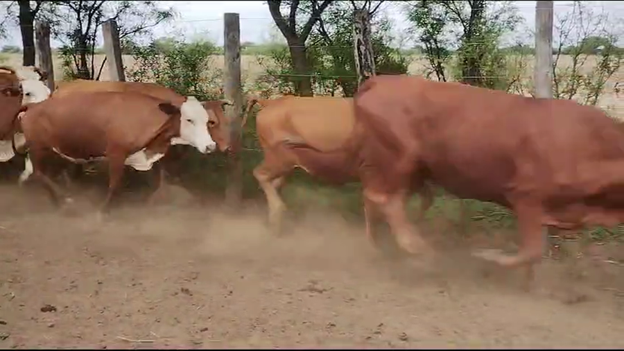 Lote 32 Vacas nuevas Preñadas en Quimilí, Santiago del Estero