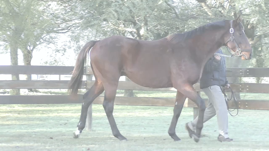 Lote PETALOS DE SAL (BACKYARD HEAVEN -  HAWAIAN SUNSET)