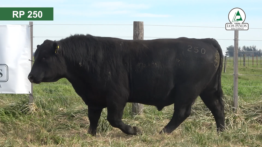 Lote 3 Toros ANGUS a remate en 40º Remate Anual - Cabaña Los Pinos en Balcarce