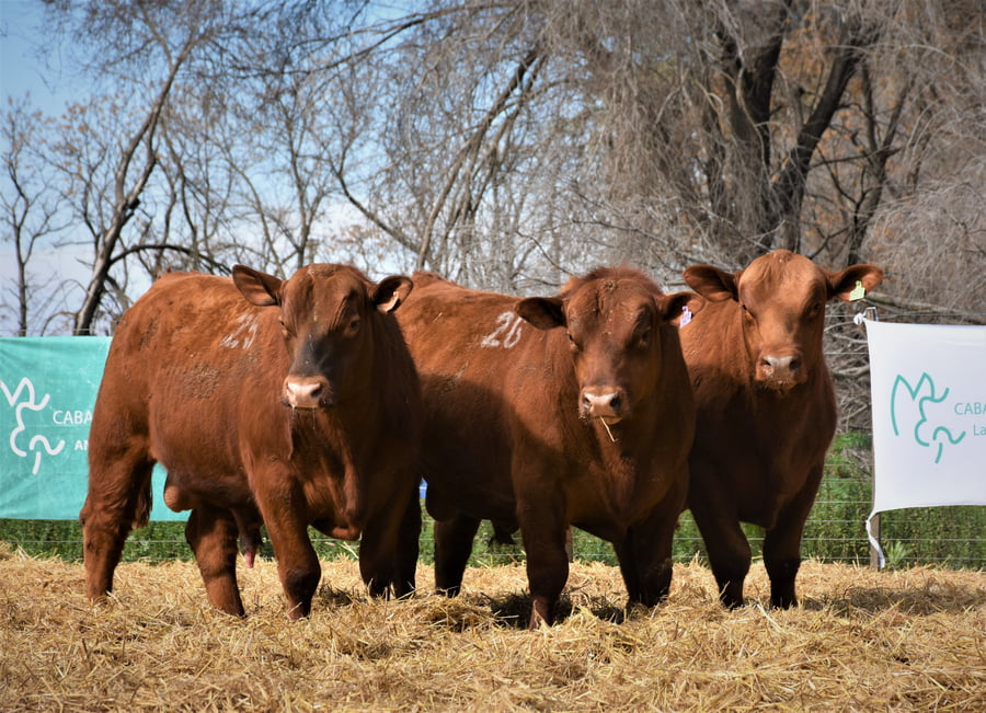 Lote "Cabaña ""La Marianita"" Toros Angus PC"