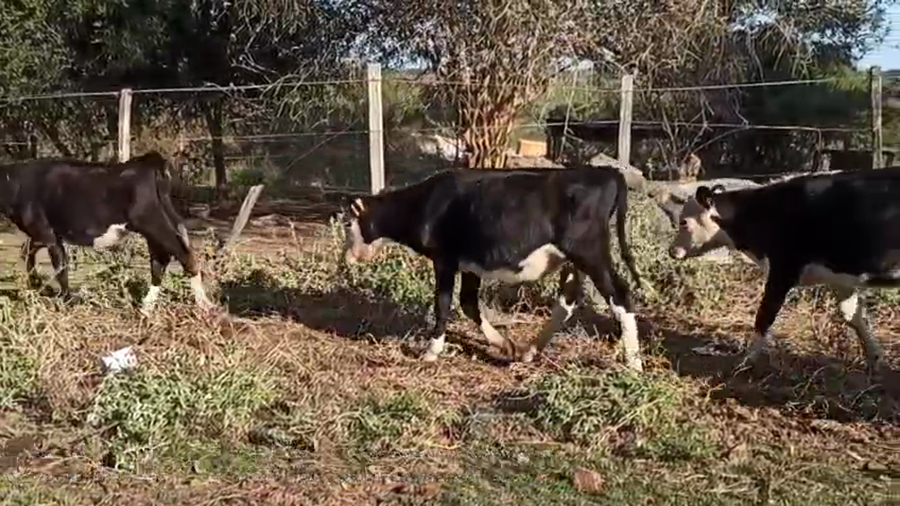 Lote TERNEROS Y TERNERAS