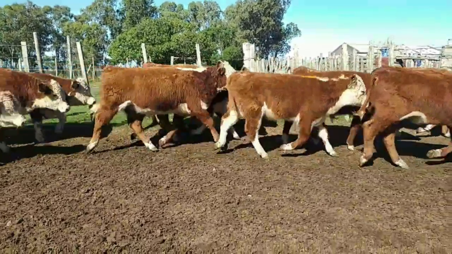 Lote Alta Gracia - Escritorio Dutra