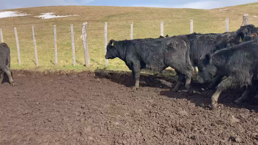 Lote 45 Ternero en Coyhaique, XI Región Aysén