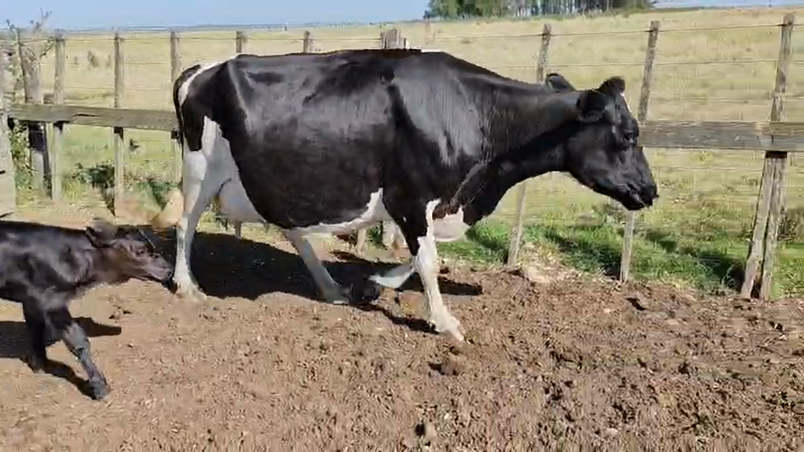 Lote Vacas de Invernada 450kg - , San José