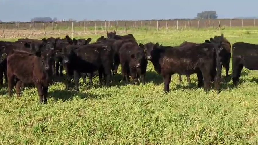 Lote 28 Terneros/as en Tandil