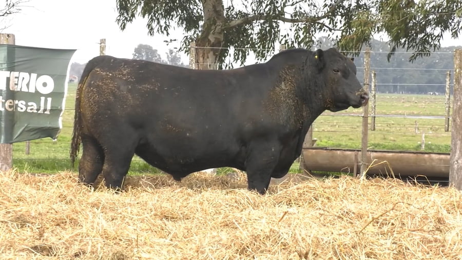 Lote TOROS PUROS POR CRUZA