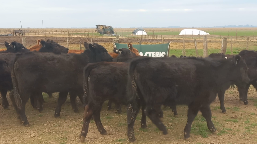 Lote 67 Terneros en Chivilcoy