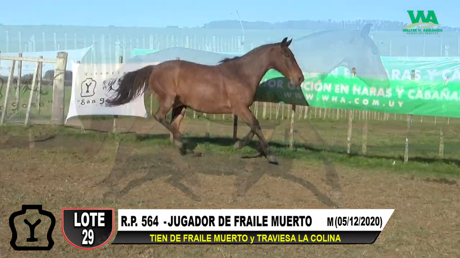 Lote JUGADOR DE FRAILE MUERTO