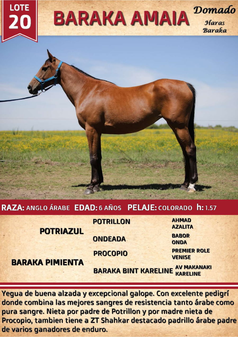 Lote BARAKA AMAIA