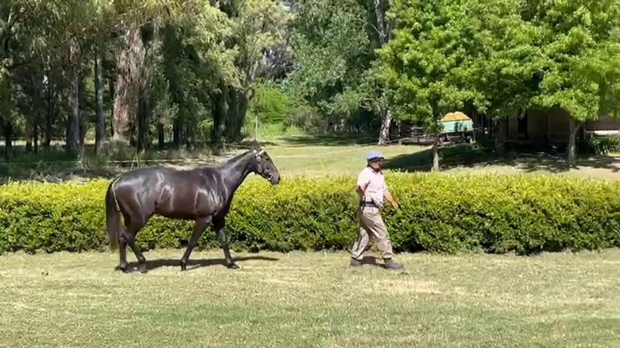 Lote FAX MAGUI (FAX BANQUERO - FAX MARGA)