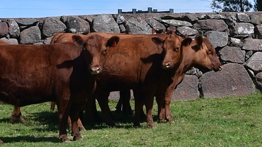 Lote 8 Vaquillonas preñadas a remate en Toros en San José 455kg - , San José