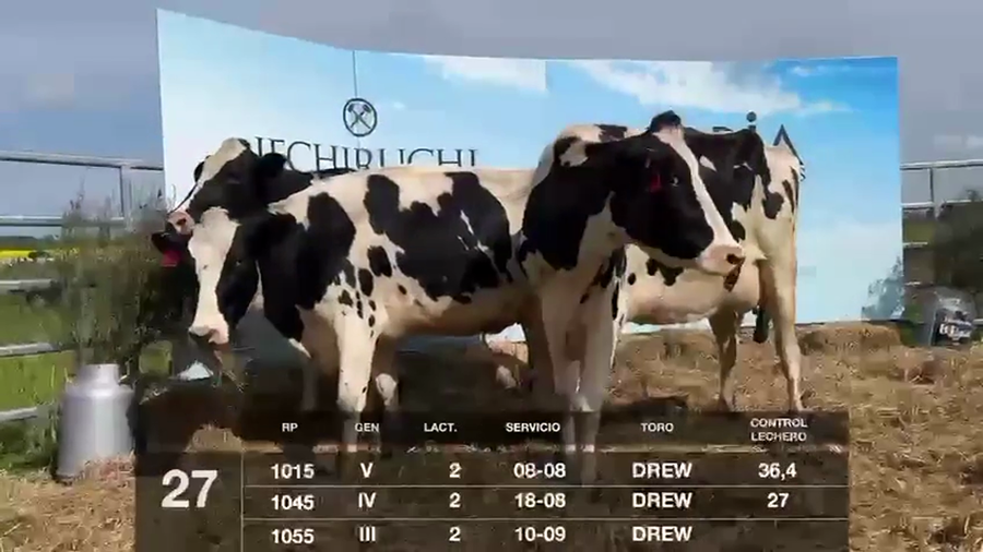 Lote VACAS EN PRODUCCIÓN CON SERVICIO