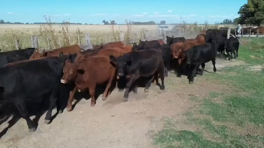 Lote 36 Novillitos