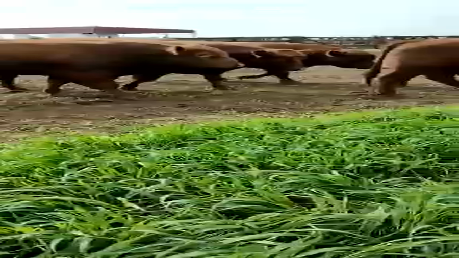 Lote 29 Toros PC en Buenos Aires, Ranchos