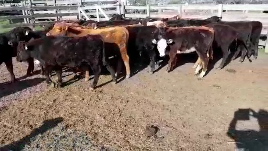 Lote 20 Terneros/as en Villaguay, Entre Ríos