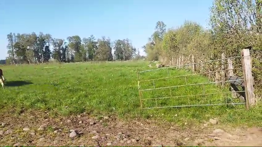 Lote 50 Novillo Engorda en Osorno, X Región Los Lagos