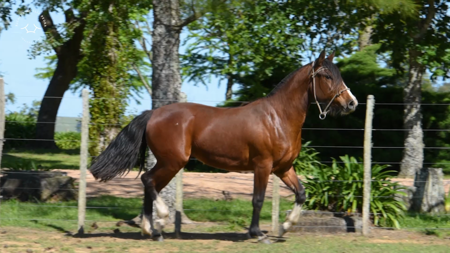 Lote El Gavilán Orillera (RP 493) Cabaña "El Gavilán"