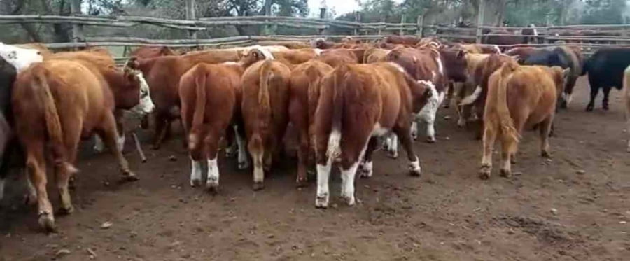 Lote 50 Ternero en Puchuncaví, V  Región Valparaíso