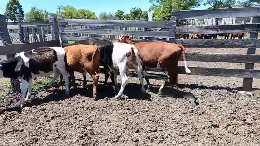 Lote 5 Terneros a remate en Ultima pantalla del año - Escritorio Camy, San José