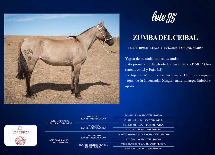 Lote Zumba Del Ceibal