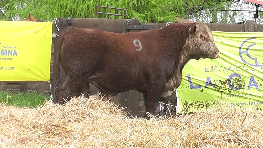 Lote TOROS P. HEREFORD PR