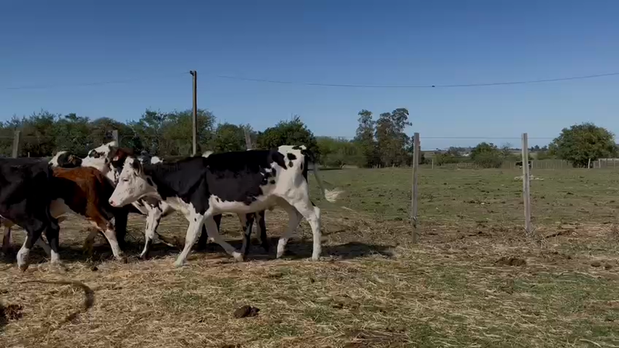 Lote VAQUILLONAS 1 a 2 AÑOS