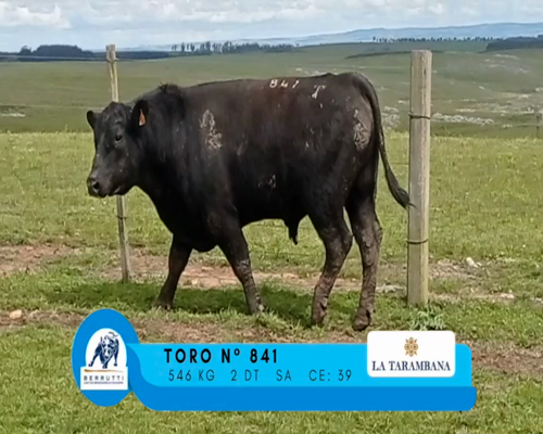 Lote TORO 841