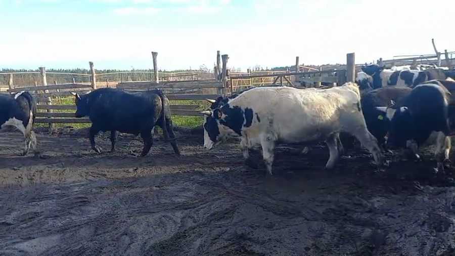 Lote 40 Novillo Gordo en Cabrero, VIII Región Biobío