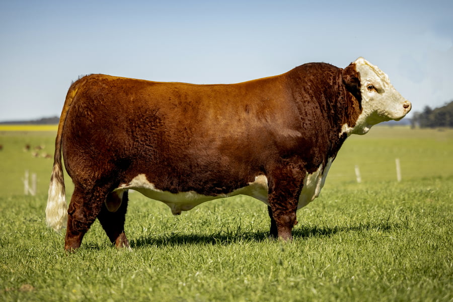 Lote Eleccion 50% Macho/Hembra