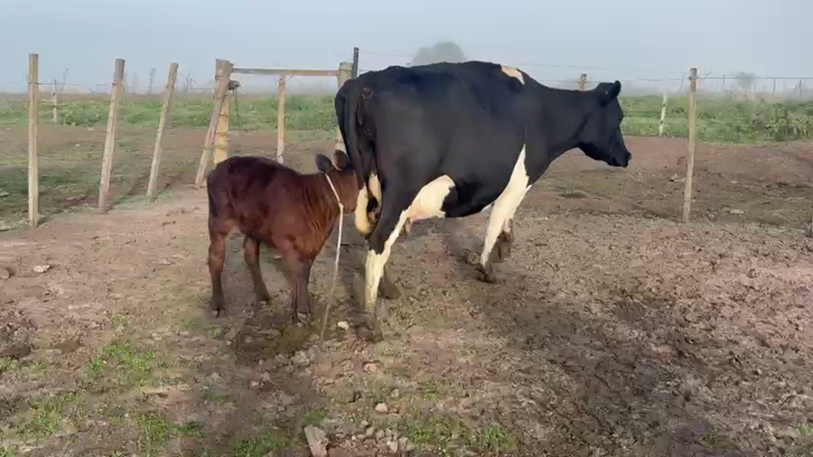 Lote 2 Piezas de cría a remate en Pantalla Especial de Otoño, San José